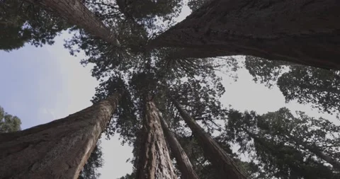 Giant Spinning Trees From Below Stock Footage 160024123