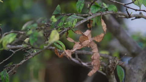 Giant spiny stick insect camouflaged on branch Stock Footage 346472289