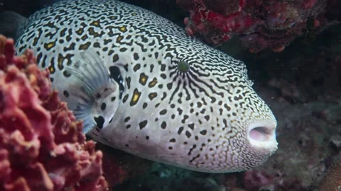 Giant Spotted Puffer Fish Face shot and perfect swim Stock Footage 158472287