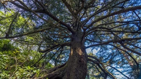 Giant Spruce Tree Canopy View from Below on Coastal Oregon Trail Stock Footage 326716023