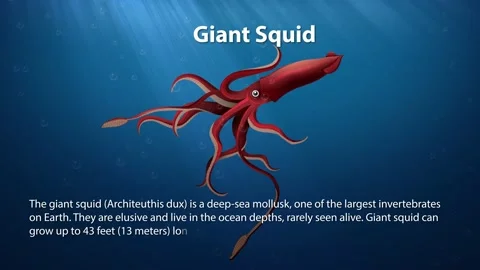 Giant Squid Stock Video Footage, Royalty Free Giant Squid Videos