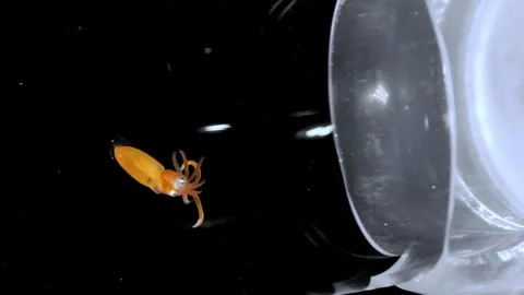 Giant Squid Paralarva in Scientific Sample Tube Stock Footage 340382566