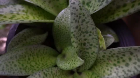 Giant Squill Stock Footage 135889210