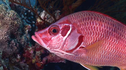 Giant squirrel fish close-up, Red Sea, Egypt Stock Footage 57859865