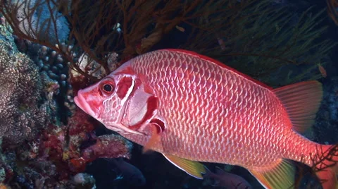 Giant squirrel fish hides in black coral, close-up, Red Sea, Egypt Video stock 57855836