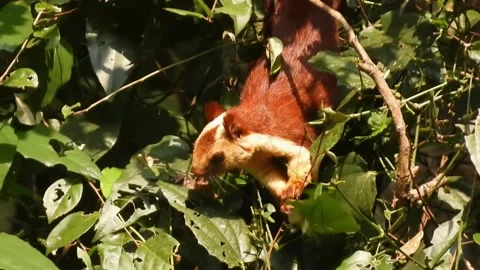 A Giant squirrel foraging Video stock 268721934