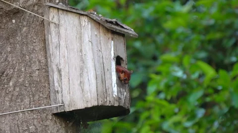 Giant Squirrel headed from the house box Stock Footage 158469845