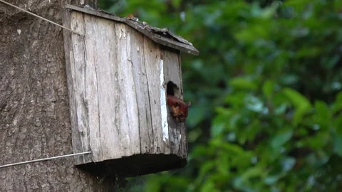 Giant Squirrel headed from the house box Stock Footage 158469860