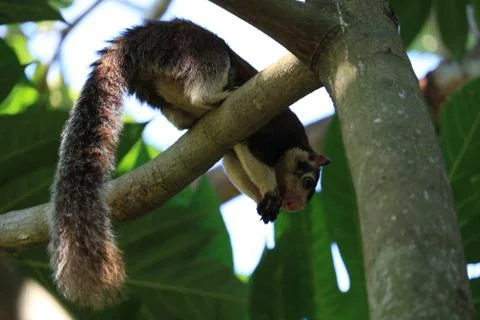 Giant Squirrel Stock Photos