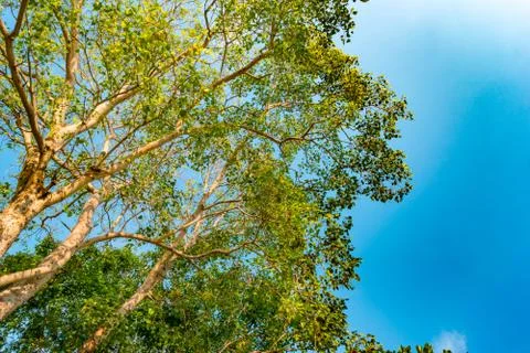 Giant stem of pterocarpus indicus tree against sun Stock Photos