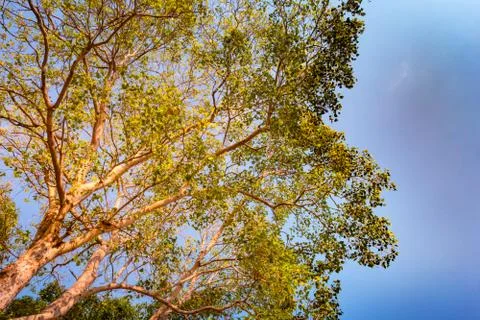 Giant stem of pterocarpus indicus tree against sun Stock Photos