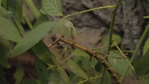 Giant stick insect eating leaf Stock Footage 220097555
