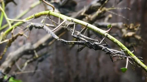 Giant stick insect (Trachyaretaon sp.) Видео 181663280