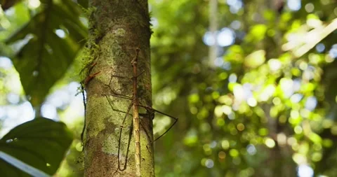 Giant Stick insect walks up the tree , very well camouflaged like the tree Stock Footage 233185016