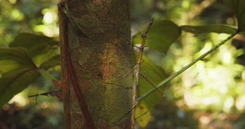 Giant stick insect walks up a tree, side view from the Proscopiidae family Stock Footage 233185216