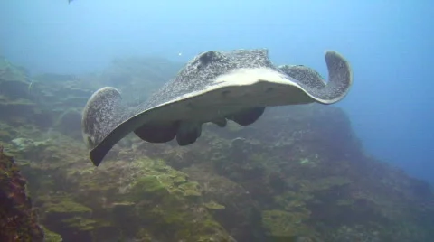 Giant stingray Stock Footage 159888
