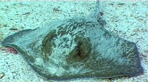 Giant stingray Stock Footage 8519695