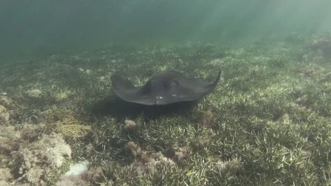 Giant Stingray Stock Footage 70031081