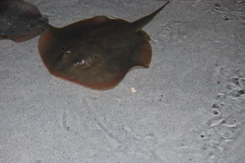 Giant stingray Stock Photos