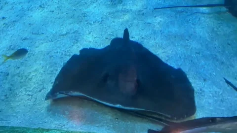 Giant stringrays in a large aquarium Stock Footage 252232072
