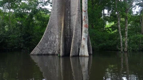 The giant Sumauma or Kapok tree, Ceiba pentandra flooded in amazon. Stock Footage 158705176