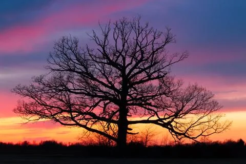 Giant at Sundown Stock Photos