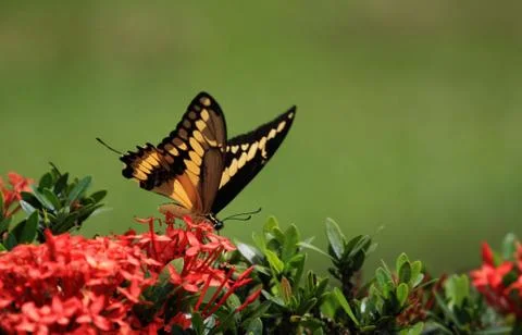 Giant Swallow Tail Stock Photos