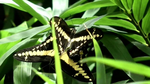 Giant swallowtail butterfly Stock Footage