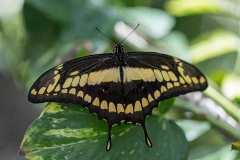 Giant Swallowtail butterfly Stock Photos