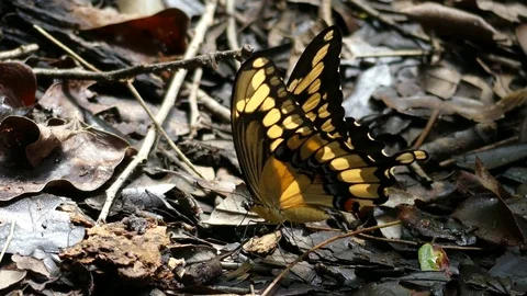 Giant Swallowtail Butterfly rocks back and forth on hot summer day Stock Footage 80563171