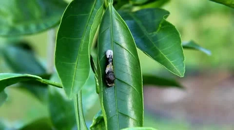 Giant Swallowtail Caterpillar Stock Footage 12373210