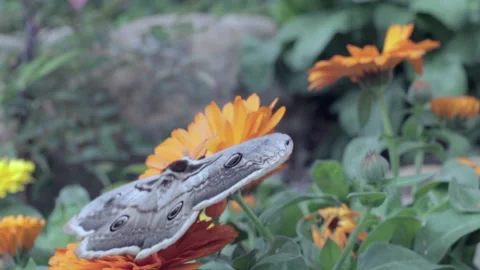 Giant swallowtail Stockbeeldmateriaal 235971793