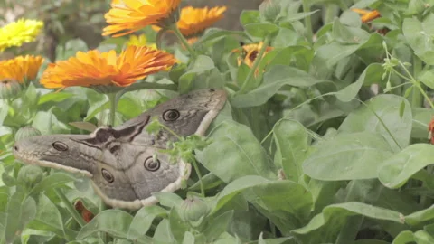 Giant swallowtail Stock Footage 235971847