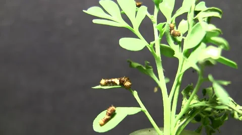 Giant Swallowtail larvae on Rue Stock Footage 47688085
