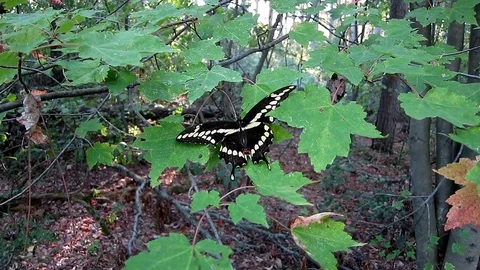 Giant Swallowtail perched on a leaf in the deep woods of the state park. Video stock 73783166