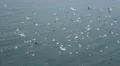 A giant swarm of seagulls flying around with the ocean in the background HD Footage