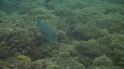 Giant sweetlips Stock Footage 10736203