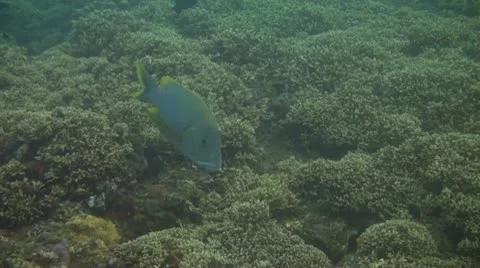 Giant sweetlips Stock Footage 10737760