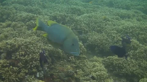 Giant sweetlips Stock Footage 10737763