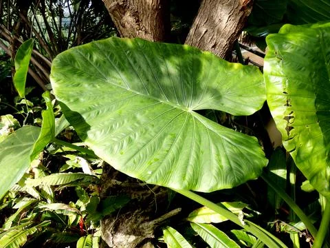 Giant Taro Stock Photos