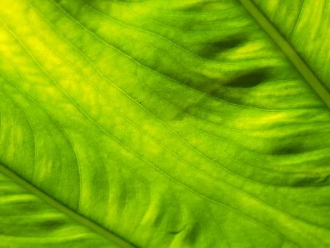 Giant Taro Stock Photos