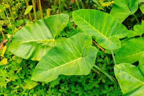 Giant Taro. Stock Photos