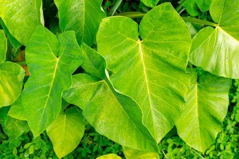 Giant Taro. Stock Photos