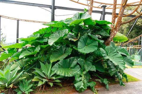 Giant Taro. Stock Photos