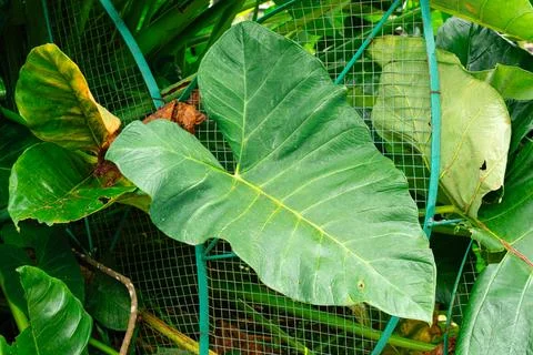 Giant Taro. Stock Photos