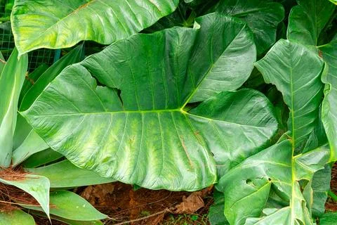 Giant Taro. Stock-Fotos