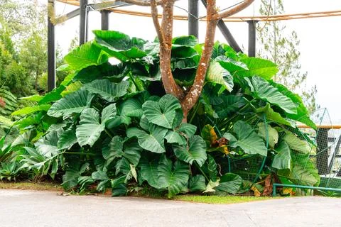Giant Taro. 스톡 사진