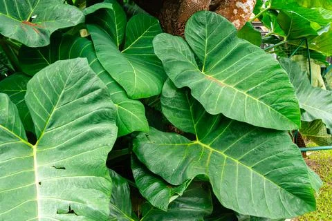 Giant Taro. Foto stock