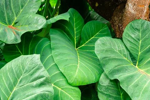 Giant Taro. 스톡 사진