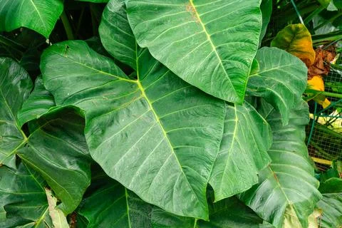 Giant Taro. Stock Photos